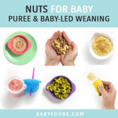 用于婴儿的坚果 - 纯泥和婴儿led的断奶。如何将婴儿引入坚果的网格中的图像。