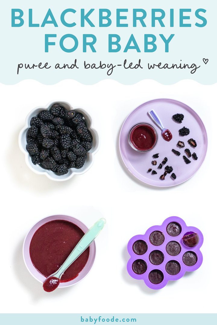 图片发布-Baby、Purees和BBELED断奶由四种图片组成网格以不同方式显示黑莓,为婴儿服务,不论它是否为婴儿食物或小宝宝放词 指甲食品