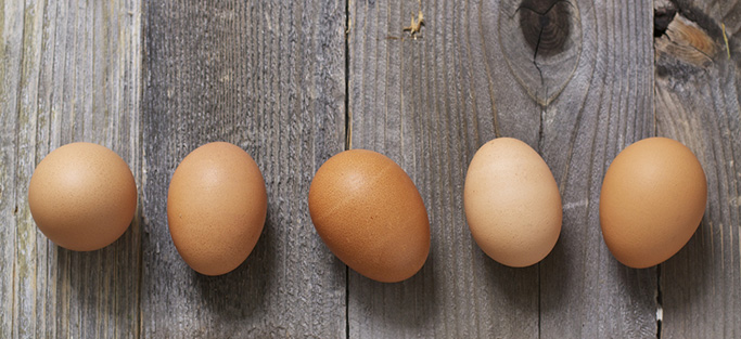 5个棕蛋排成木板
